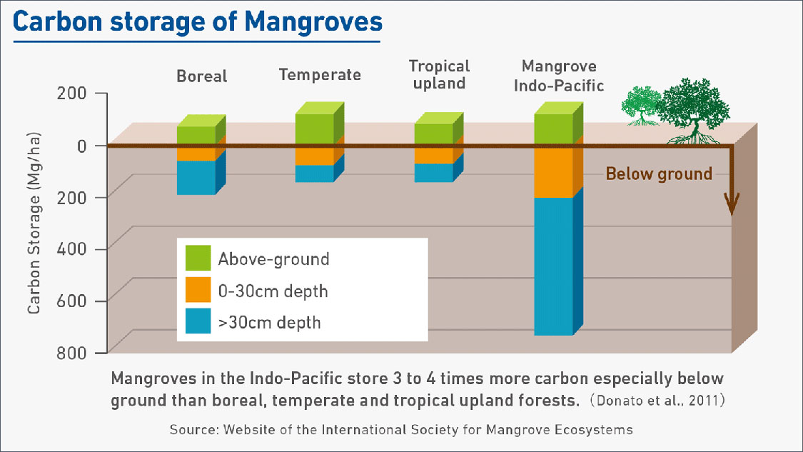 Mangrove Restoration & Conservation Project MOL Turkey